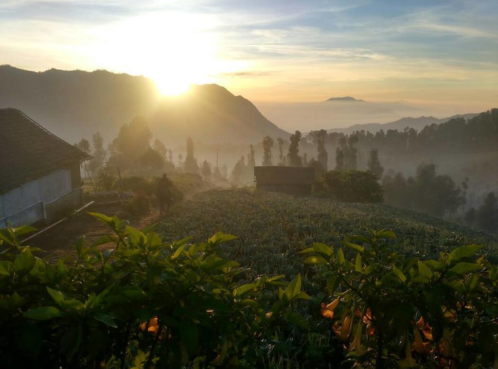 Bromo Otix Guest House Экстерьер фото