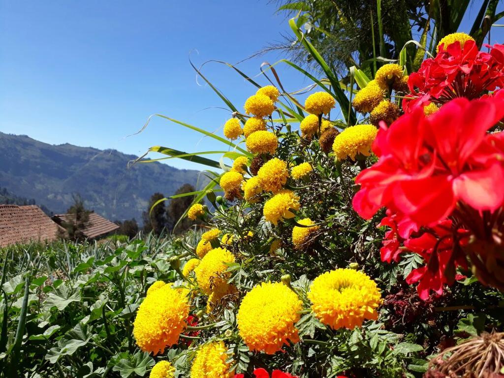 Bromo Otix Guest House Экстерьер фото